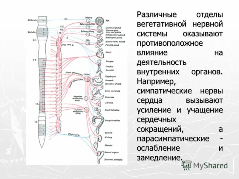 Симпатические нервы оказывают влияние. Вегетативная нервная система. Отделы вегетативной нервной системы. Влияние вегетативной нервной системы на внутренние органы. Симпатический отдел вегетативной нервной системы.