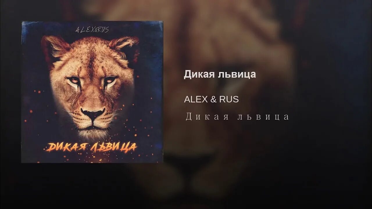 Alex Дикая львица. Дикая львица текст. Дикая львица Alex & Rus. Дикая львица ты моя царица.
