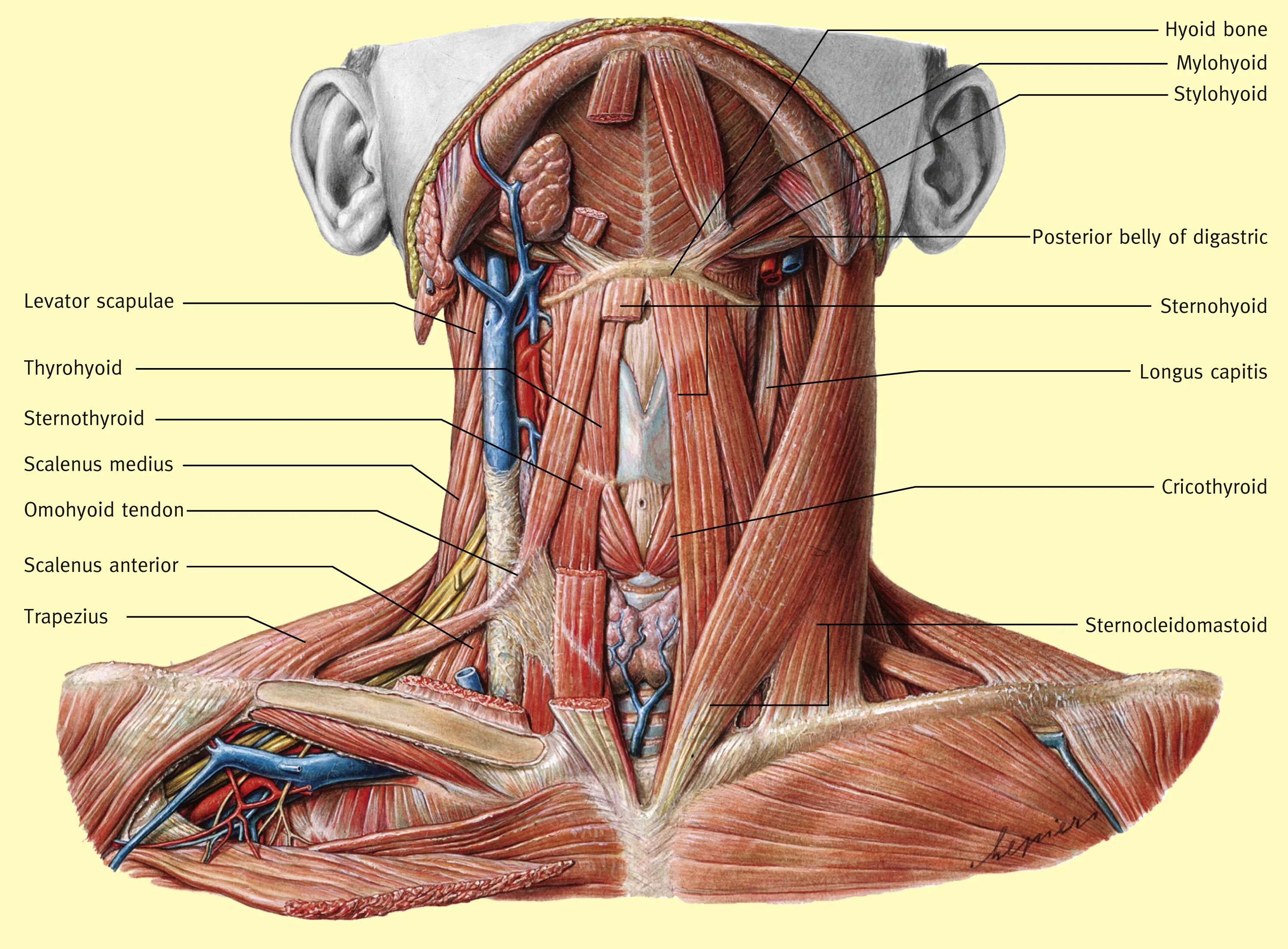 Строение шеи человека сзади. Структура шеи сзади. Поверхностные мышцы шеи спереди. Строение мышц шеи спереди. Внешнее строение шеи.