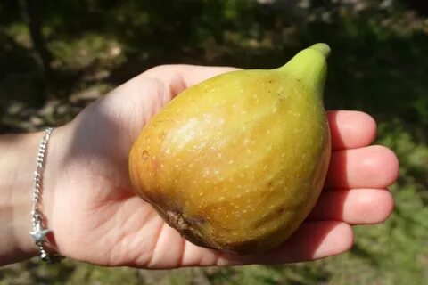 Инжир саженцы краснодар
