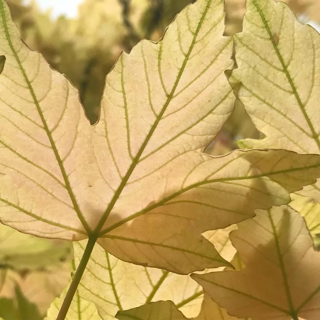 Как называется белый клен. Клен ложноплатановый бриллиантиссимум. acer pseudoplatanus &#039;brilliantissimum&#039;. клен ложноплатановый лист. клен ложноплатановый явор.