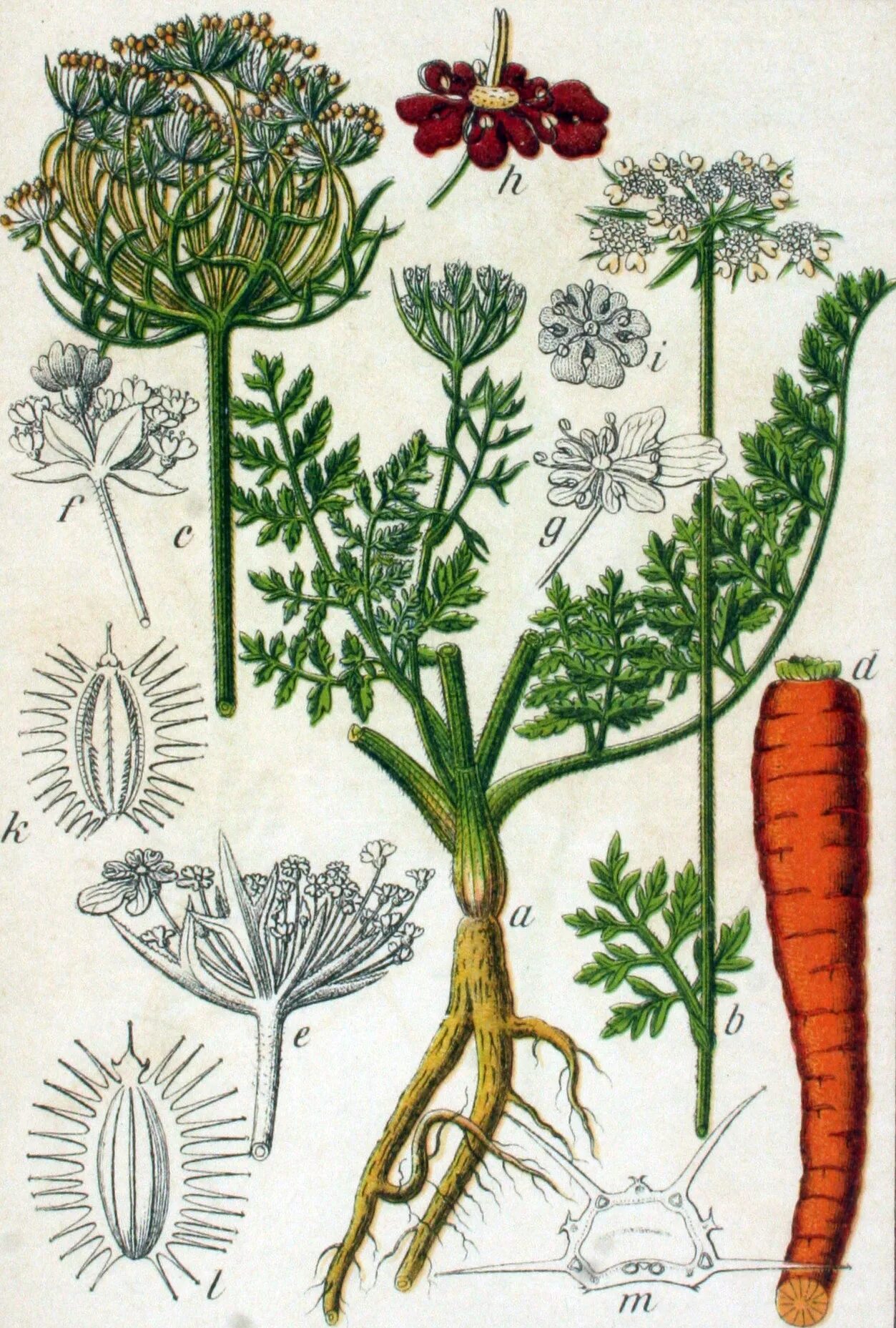 Дикая морковь зонтичные. Растение Daucus carota. Морковь семейство зонтичных. Семейство сельдерейные. Семейства ботаника