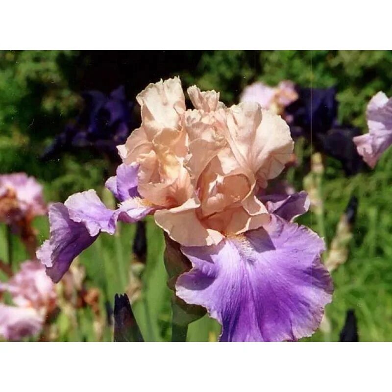 Чудный ирис. Денди кенди ирис. Ирис тест. Ирис тест. Taste the magic ирис.