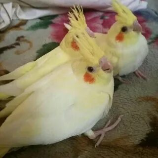 Птенцы кореллы
