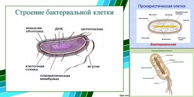 бактериальная клетка рисунок с подписями