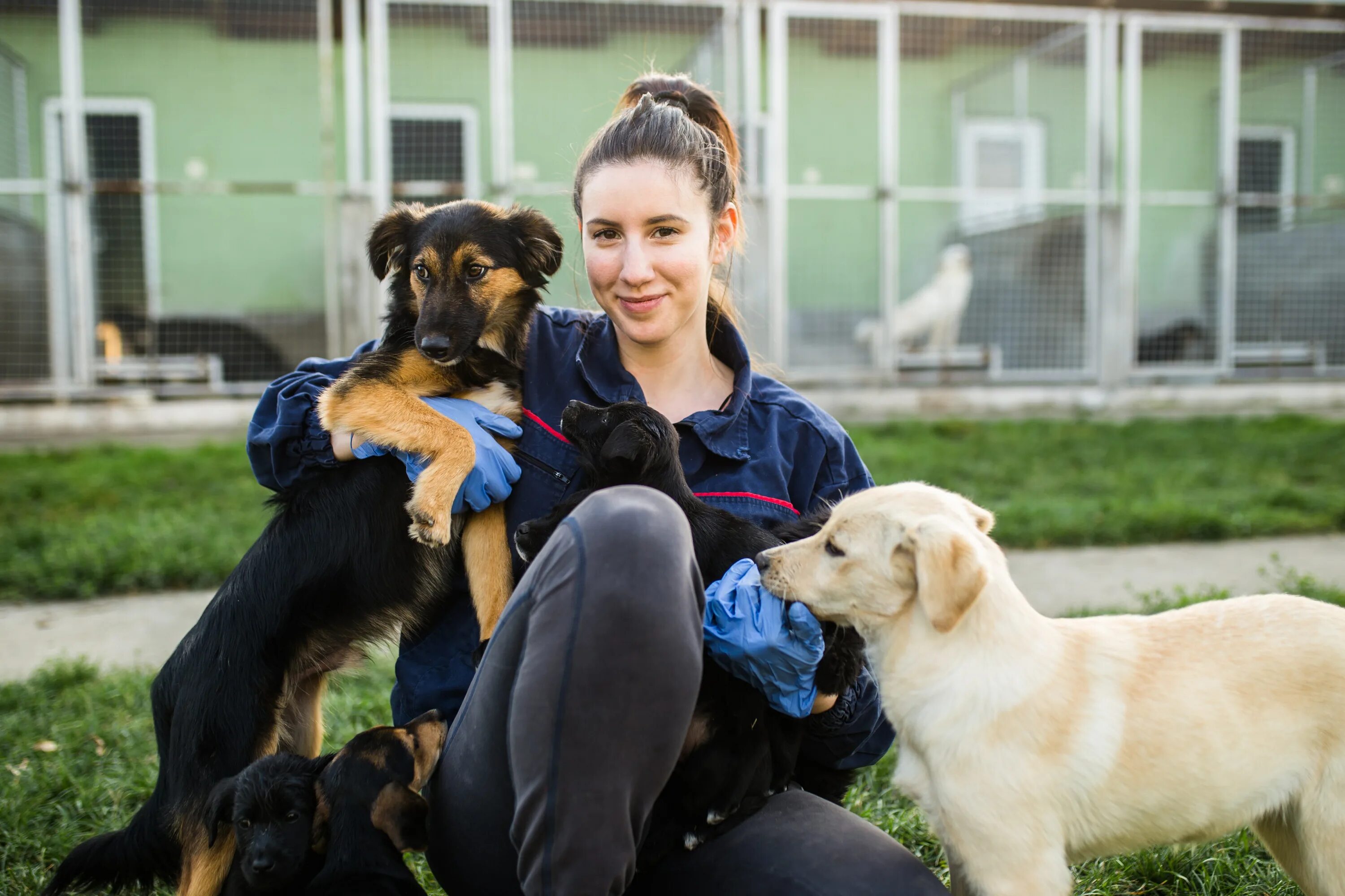 Volunteering at an animal shelter. Dog Shelter. Выбирают собаку в приюте. Shelter for animals. Dog Shelter USA.