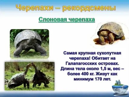 Слоновая черепаха где обитает