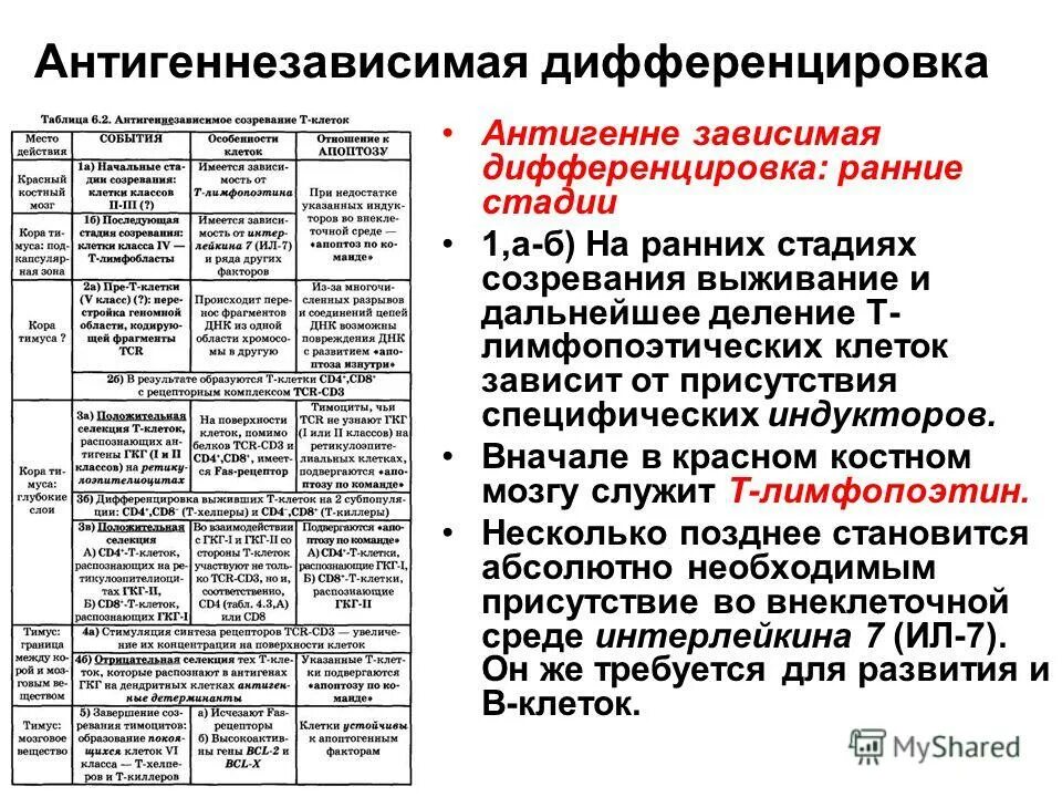 Антигеннезависимая дифференцировка. Антигеннезависимая дифференцировка