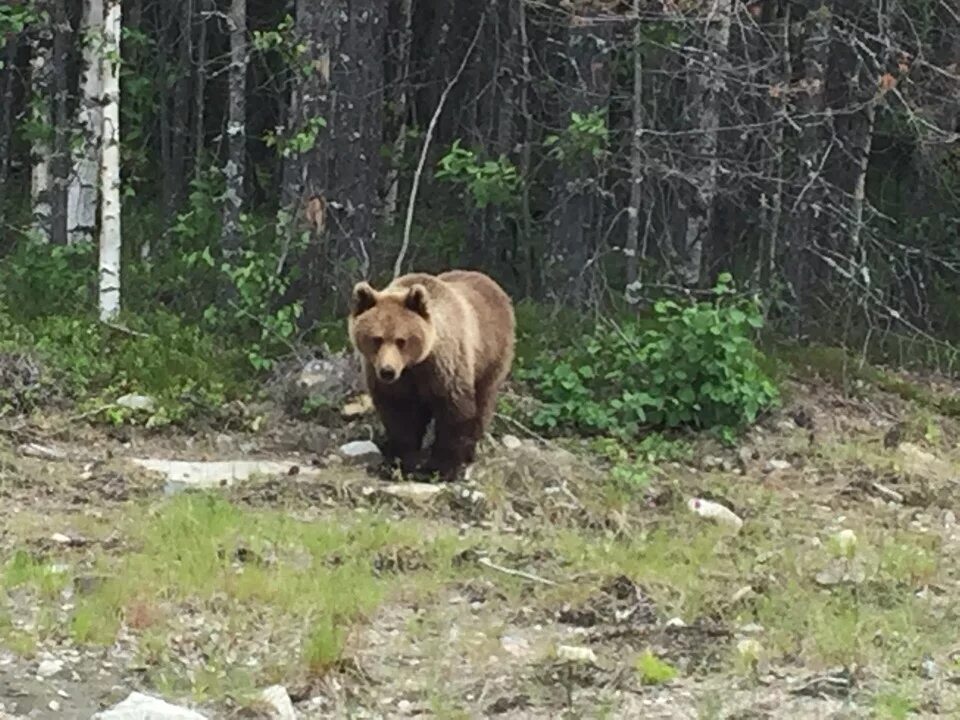 Медведи вышли из леса