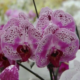 Scenza plants