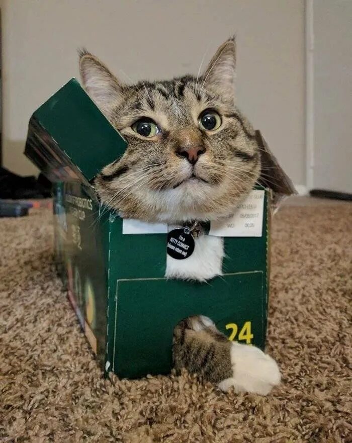 Почему коты любят коробки