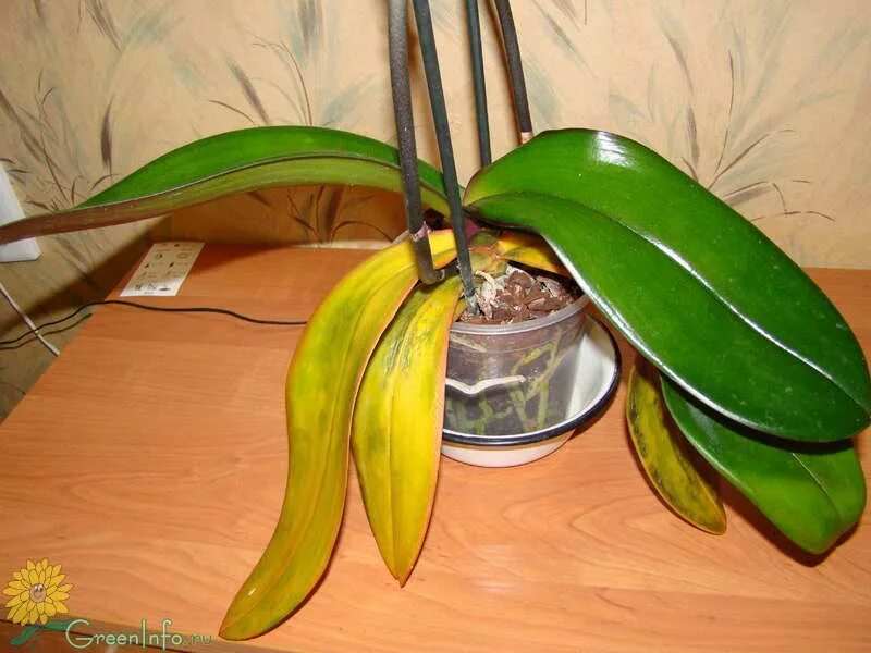 Почему листья орхидеи стали мягкими. Орхидея фаленопсис пожелтели листья. Желтеют листья у орхидеи фаленопсис. Пожелтение листьев у орхидеи. Листья орхидеи белеют.