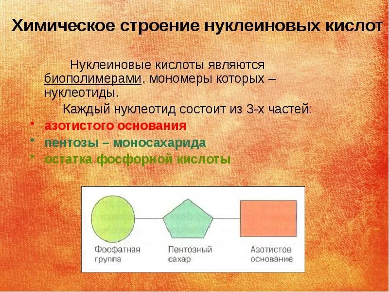 Мономером нуклеиновых кислот является нуклеотид. Строение нуклеиновых кислот. Свойства нуклеиновых кислот 10 класс. Химическая структура мономеров нуклеиновых кислот. Нуклеиновые кислоты, строение нуклеотидов химия 10.