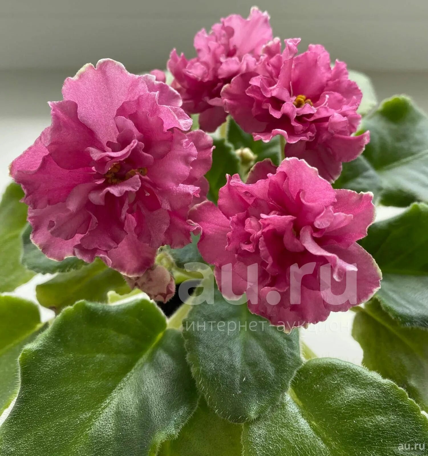 Фиалка сорт ав влечение. Фиалка ав 751-61. Фиалка ав влечение. Фиалка ав влечение. Фиалка ав 771-65.