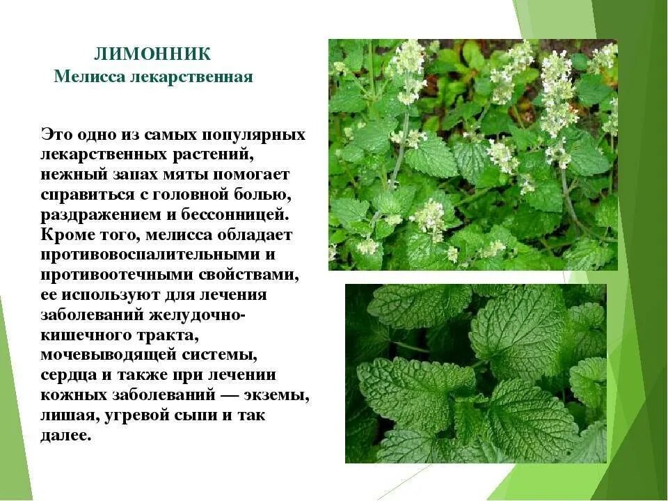 Является ли мята запрещенным растением. Является ли мята запрещенным растением