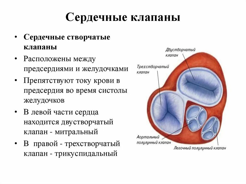 Между правыми предсердием и желудочком находится клапан. Клапаны сердца человека анатомия схема. Клапаны между предсердиями и желудочками называются. Клапан между предсердиями. Створчатые клапаны в сердце расположены.