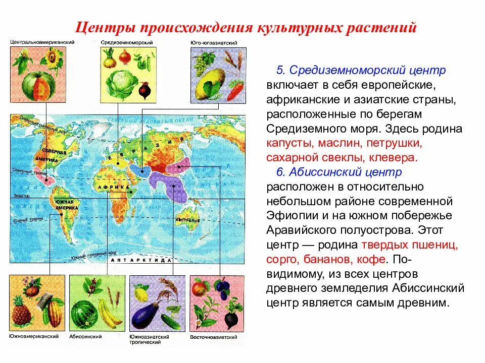 Маслины центр происхождения. Центры происхождения культурных растений (по а.м. жуковскому, 1974). восточноазиатский центр происхождения культурных растений. карта вавилова центры происхождения культурных растений. абиссинский центр происхождения культурных растений.
