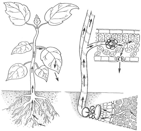 Передвижение веществ по стеблю 6 класс. Нижний концевой двигатель транспирации. Водный режим растений физиология растений. Нижний концевой двигатель растений. Верхний и Нижний концевой двигатель растений.