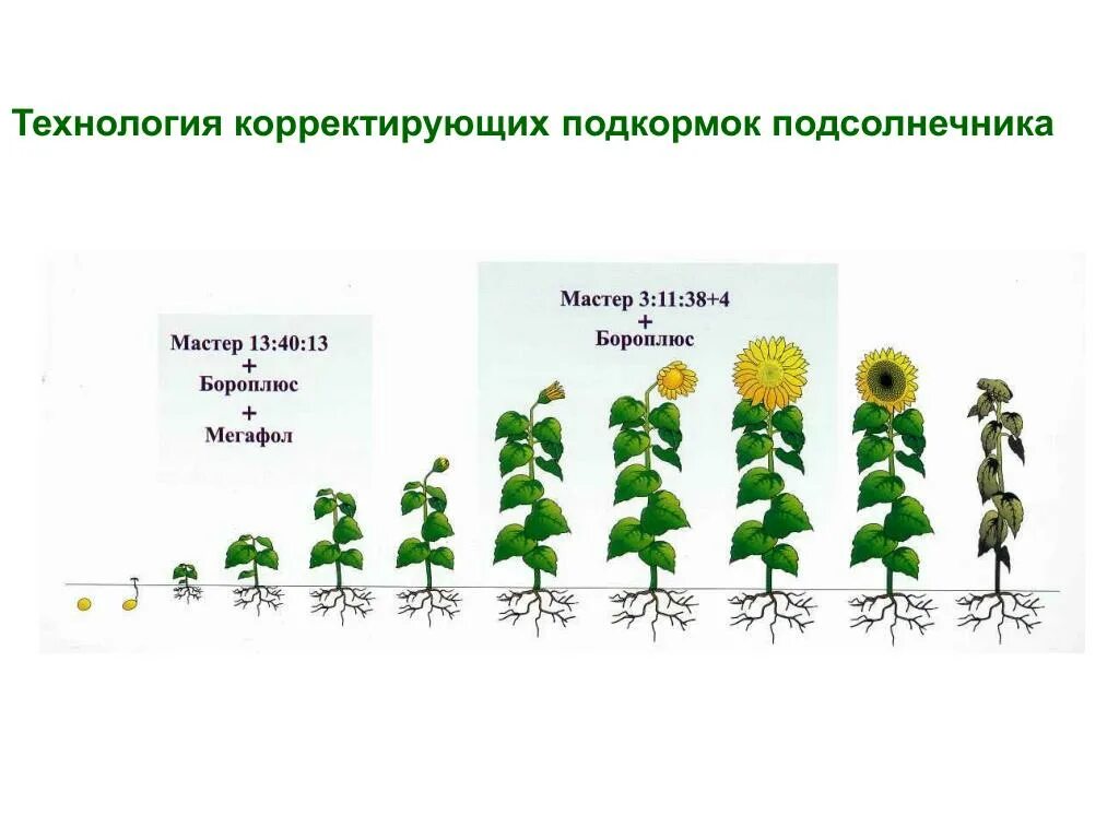 Технология возделывания подсолнечника с сроками таблица Принципы разработки технологий выращивания сельскохозяйственных культур " Строит