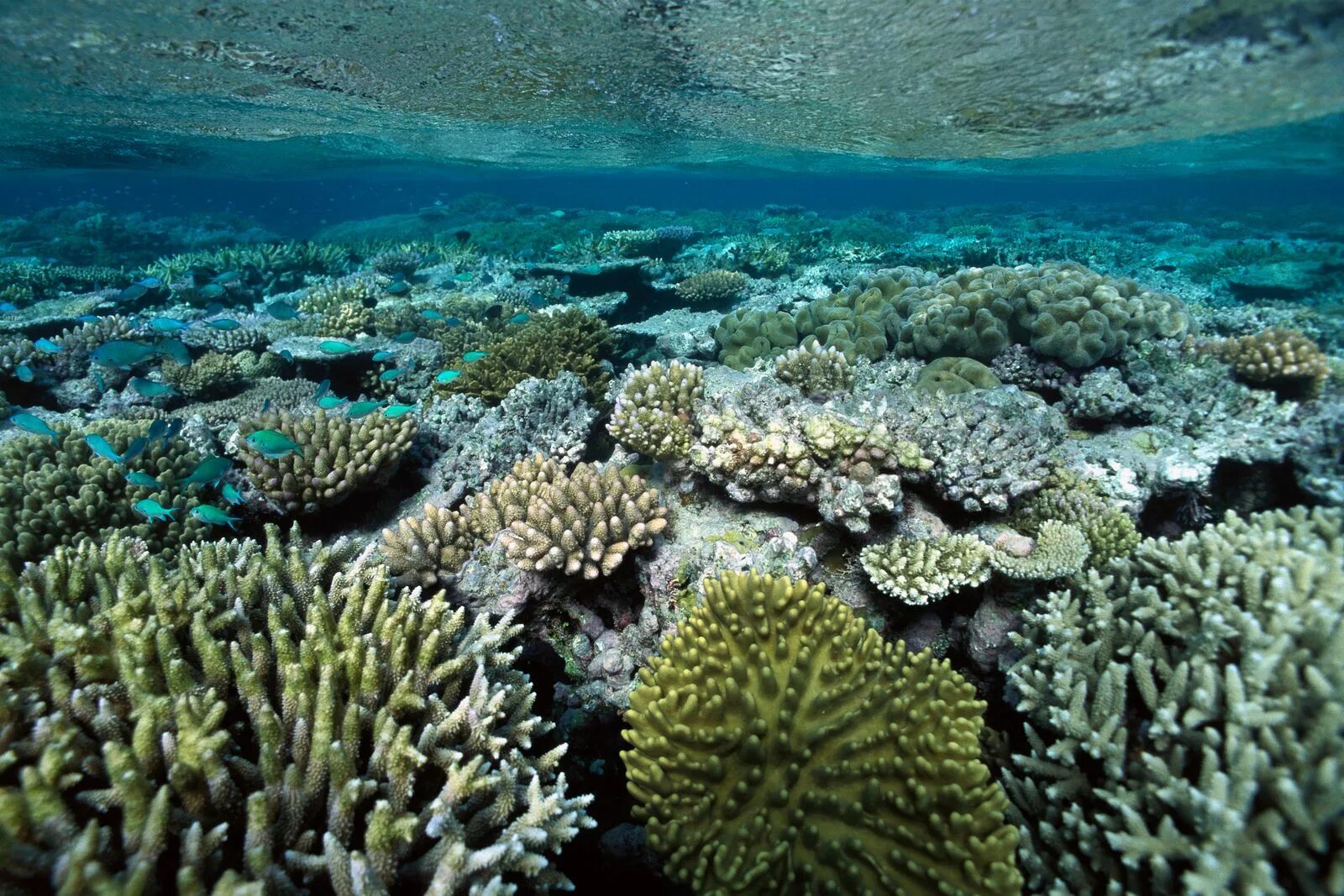 Большой коралловый риф в австралии. Большой барьерный риф (great barrier reef). Большой барьерный риф наследие юнеско. Большой карьерный рив в австралти. Большой коралловый риф в австралии.