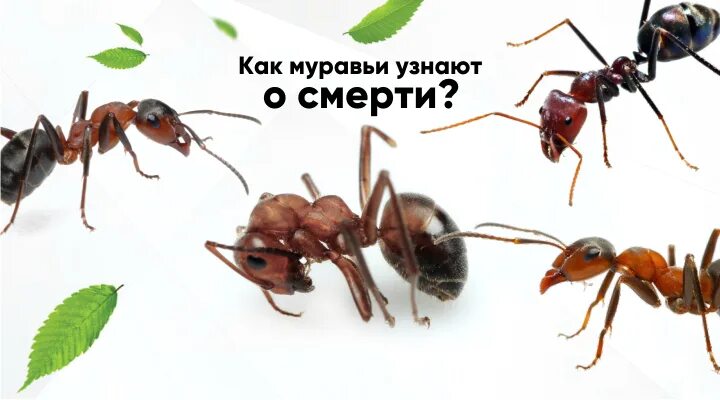 Нельзя разорять муравейники. Муравьи санитары леса презентация для детей 5-6 лет. Зачем муравьи носят муравьев. Пищевые муравьи в квартире. Зачем муравьи носят муравьев.