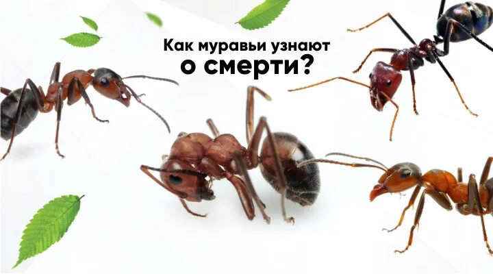 Функции муравьев.