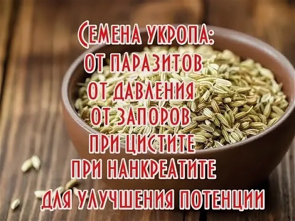 Семена укропа от цистита. Отвар укропа при цистите. Семена укропа при цистите. Отвар укропа от цистита. Укроп от цистита