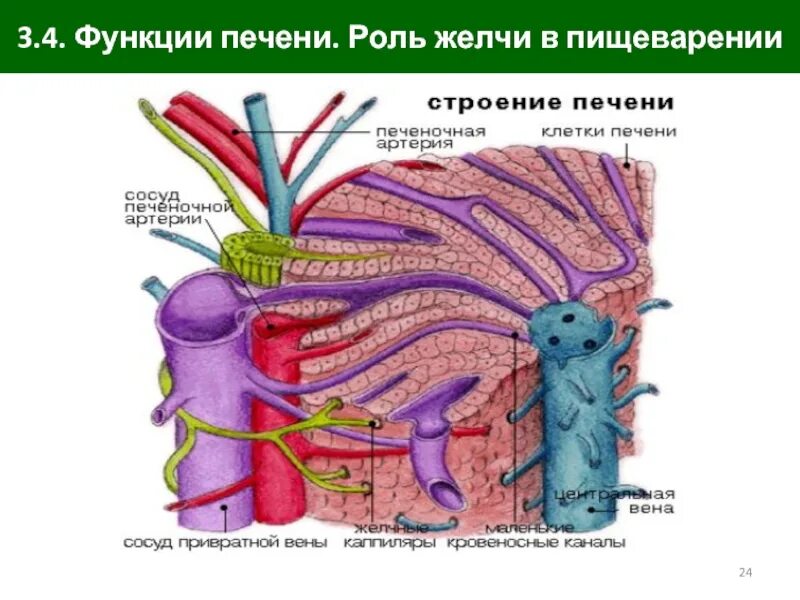 Роль печени в пищеварении. Функции печени в пищеварении. Роль желчи в пищеварении. Роль желчных кислот в пищеварении.