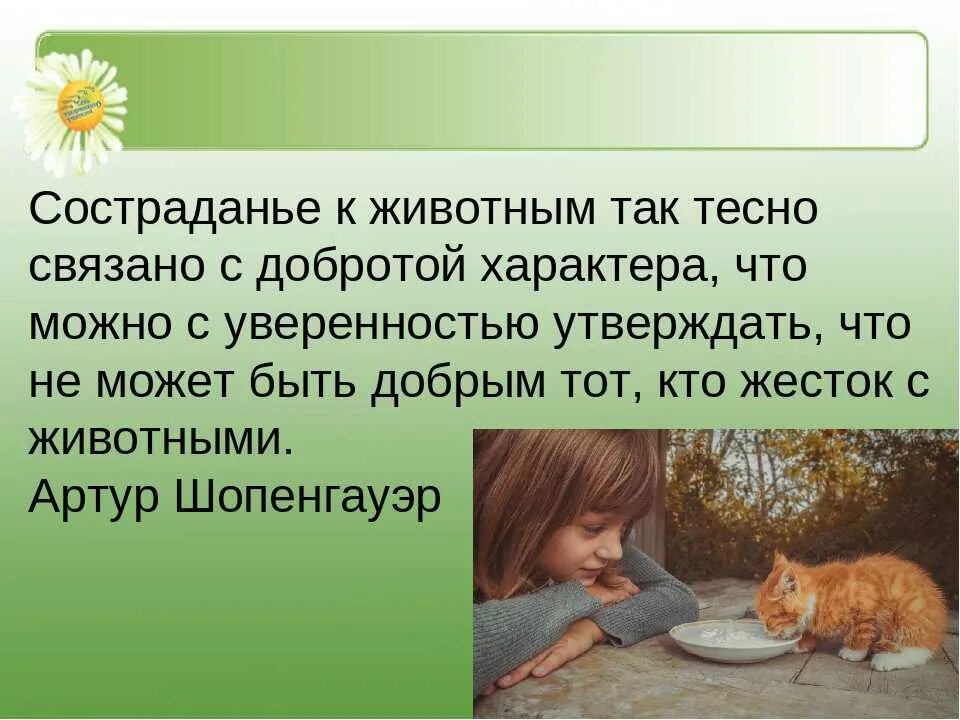 Зачем сострадание. Сочувствие животным. Милосердие и сострадание к животным. Доброта к животным цитаты. Бережное отношение к животным.