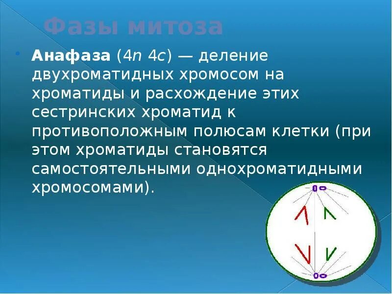 Сестринские хроматиды расходятся к полюсам клетки в. Расхождение к полюсам двухроматидных хромосом. Расхождение сестринских хроматид к полюсам. Деление двухроматидных хромосом на хроматиды и расхождение.