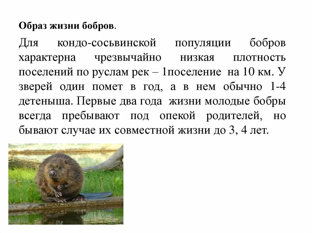 Для чего нужны бобры. Речной Бобр Западносибирский подвид. Образ жизни Бобров. Бобры образ жизни. Бобер образ жизни.