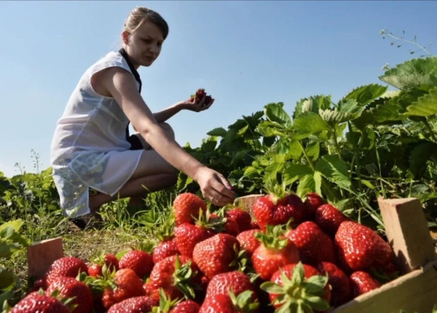 Сбор клубники в финляндии. Подработка сбор ягод. Сезонные работы. Ягодные плантации. Сбор урожая клубники.