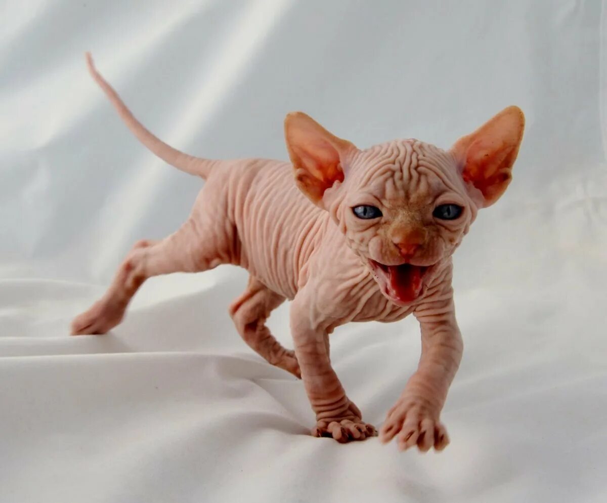 Сфинкс кошка стоит. Канадский сфинкс рыжий. лысый кот сфинкс котенок. канадский сфинкс маленький. канадский сфинкс кот рыжий.