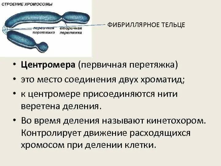 Функция вторичной перетяжки