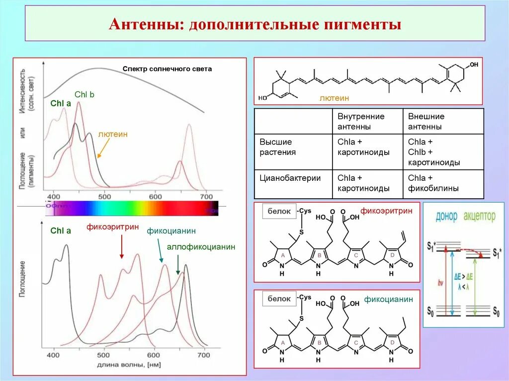 Спектр поглощения пигмента хлорофилла. Спектр поглощения хлорофилла и фикобилинов. Спектр поглощения вытяжки пигментов. Каротин спектр поглощения. Хлорофиллы поглощают свет