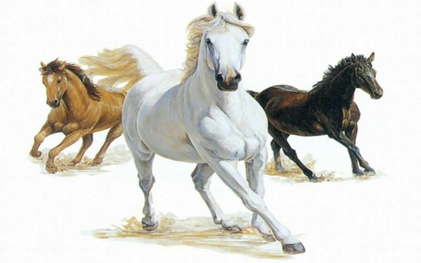 Тройка лошадей пробежала. Лошади. Конь на белом фоне. Тройка лошадей. Лошадь бежит.