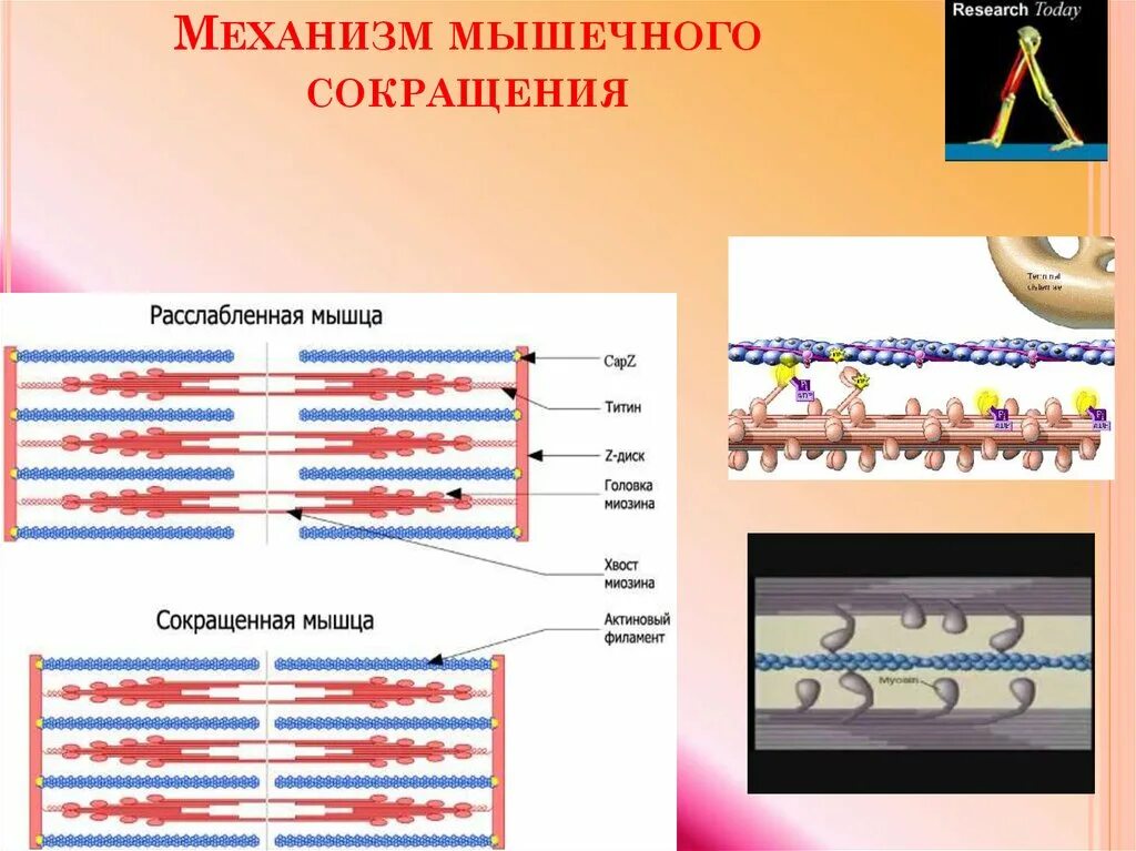 Последовательные сокращения и расслабления кишечной стенки. Механизм скольжения миофибрилл. роль актина в мышечном сокращении. схема мышечного сокращения и расслабления. механизм сокращения мышцы схема.