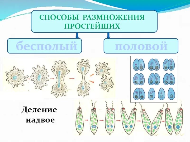 Как называется процесс размножения. Бесполое размножение простейших. размножение одноклеточных животных. тип простейшие способы размножения. схема процесса деления бесполого размножения.
