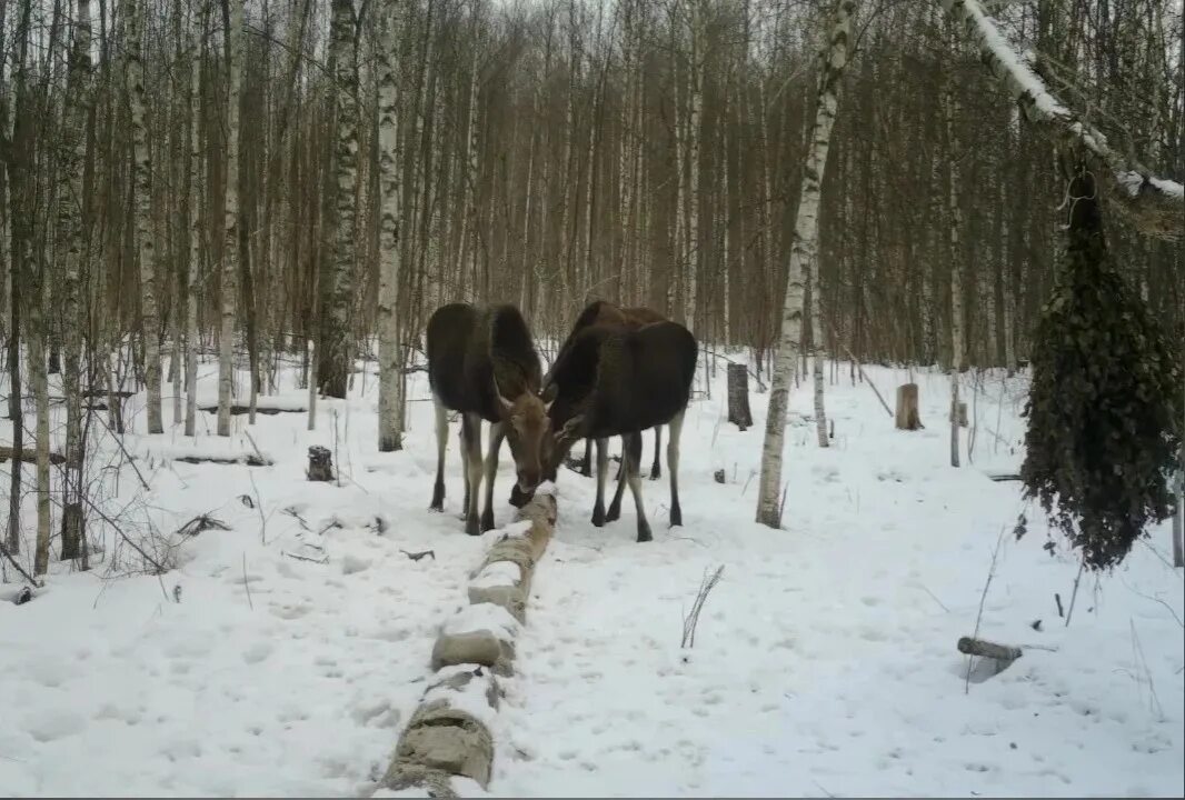 Столовая для лосей 8 букв. Соль для лосей. Кормушка для лосей. Кормушка для оленей. Лось лосиха лосенок.