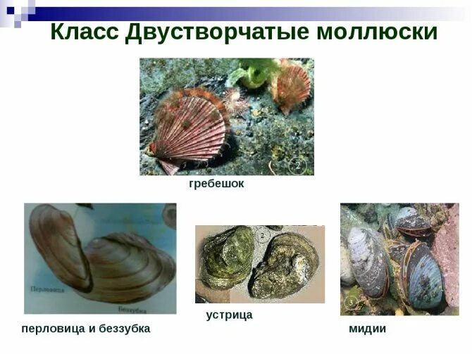 Тип питания класс двустворчатые. Двустворчатые моллюски биология. тип моллюски двустворчатые. двустворчатые моллюски пресных водоемов. двустворчатые моллюски гребешок строение.
