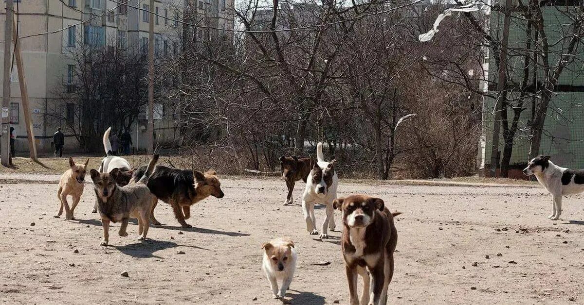 Бродячая собака волгоград. Бездомные собаки волгоград. Бродячие собаки волгоград. Стая диких собак. Бродячая собака волгоград.