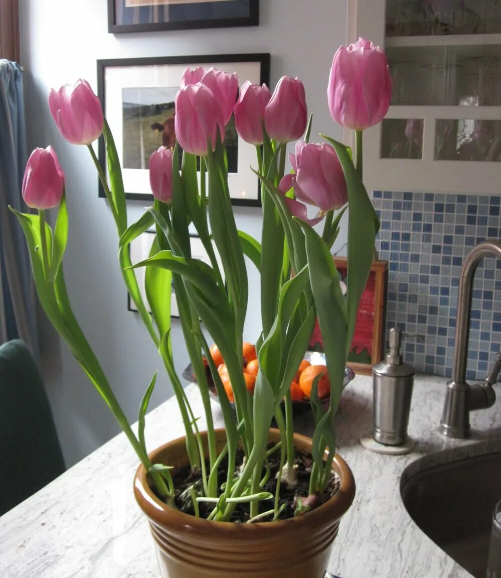 Можно ли вырастить тюльпаны в домашних условиях. Луковицы тюльпанов в горшке. Тюльпаны Грейга в горшке. Выгонка тюльпанов к 8.