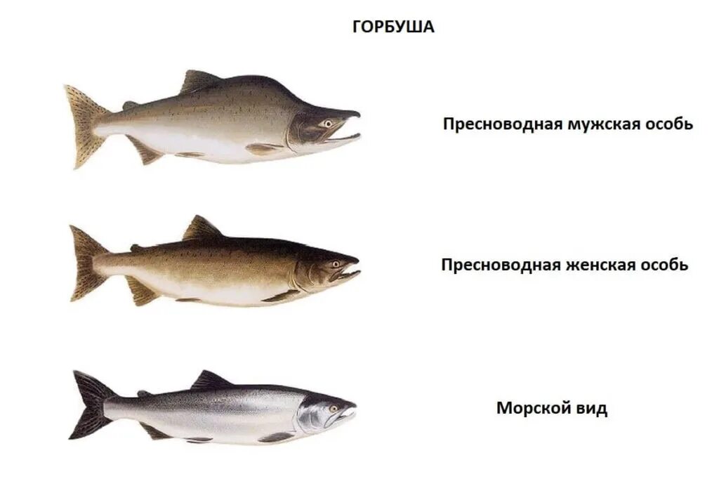 Как отличить замороженную. Горбуша семейство лососевых. Как отличить самку кеты от самца. Разновидность рыбы горбуши. Горбуша вид рыбы.