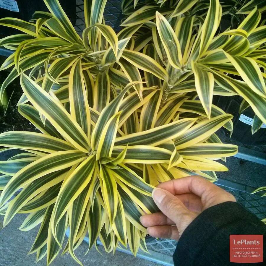 Dracaena reflexa syn. pleomele reflexa, Song Of India - uploaded by @zeeshan