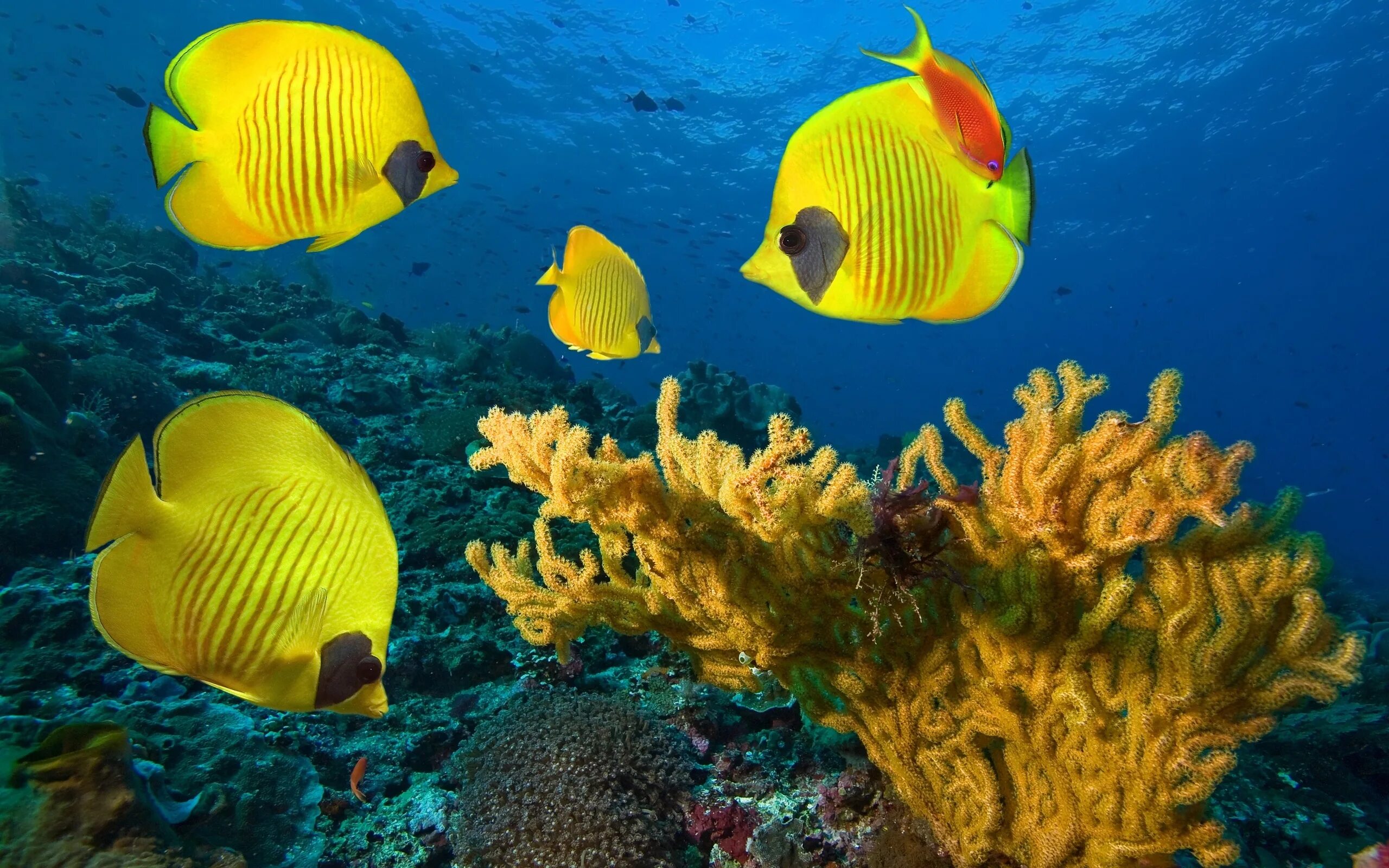 Рыбы океана фото. Тропические рыбки коралловый риф. Рыба бабочка коралл коралловое море. Еллоу риф. Рыбки барьерного рифа.
