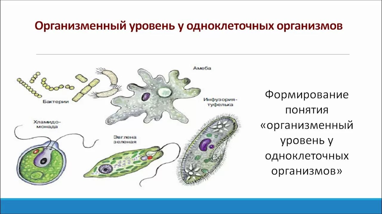 Покрытосеменные одноклеточные. Одноклеточные организмы. Примеры одноклеточных организмов. Что относится к одноклеточным. Одноклеточные организмы названия.