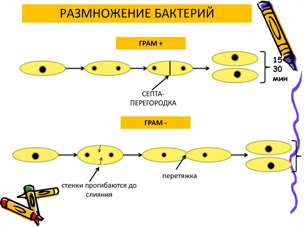 Размножение бактерий примеры. Размножение грам - и грам + бактерий. Способы размножения бактерий микробиология. Размножение бактерий схема. 5 Кл размножение бактерий.