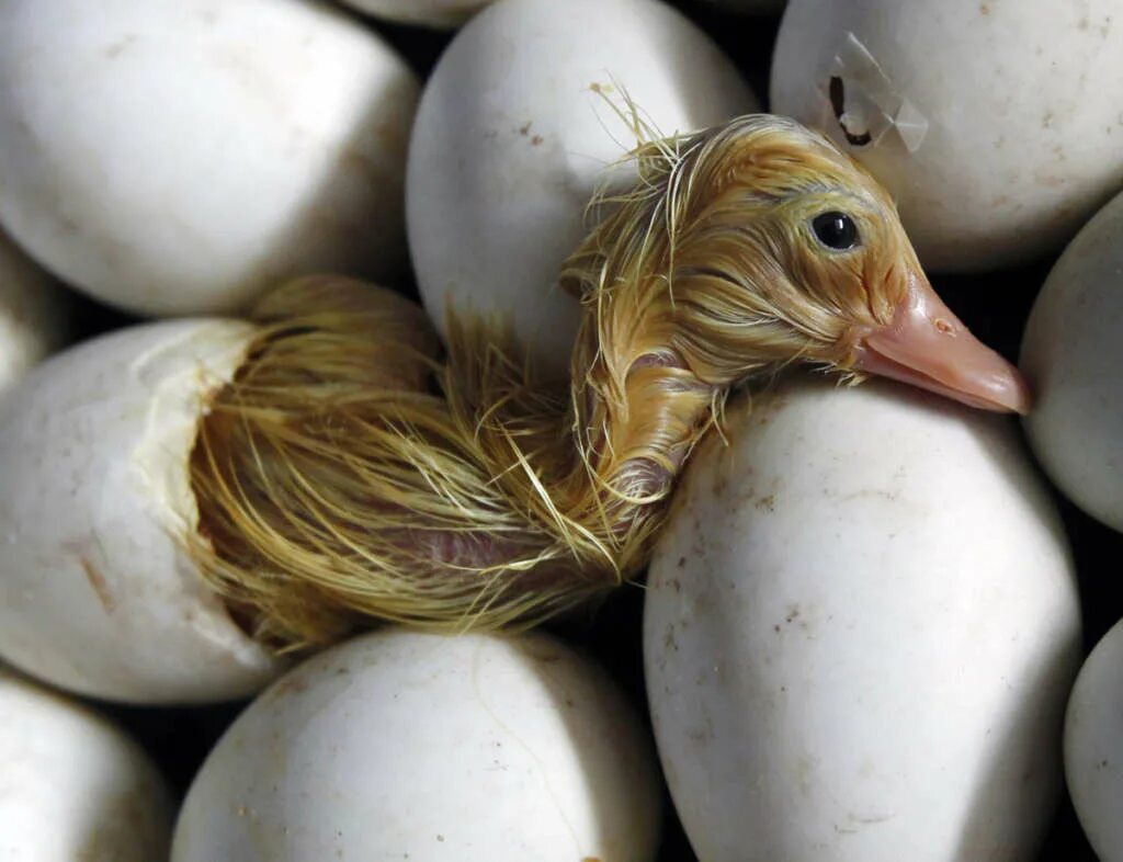 Мулард яйцо. Инкубационные яйца гусиные Утиные. Утята вылупляются. Утенок вылупился. Птица вылупляется из яйца