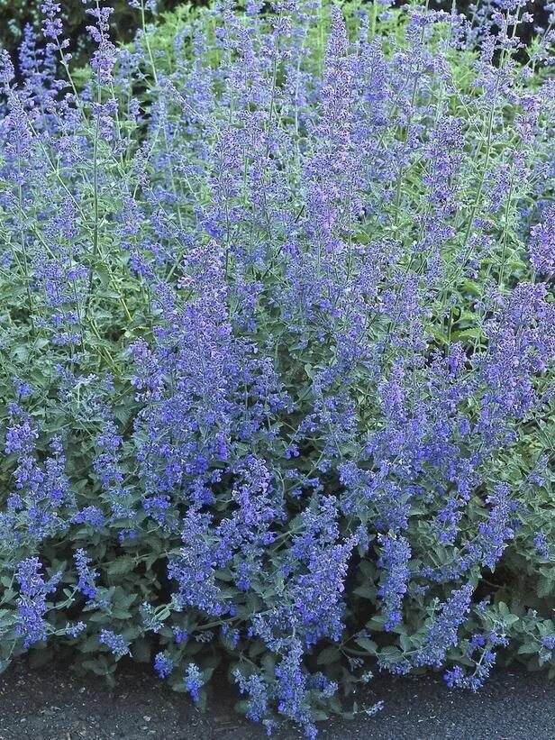 Котовник голубая пантера. Котовник блю вандер. котовник фассена blue wonder. котовник six hills giant. котовник фассена розовый.