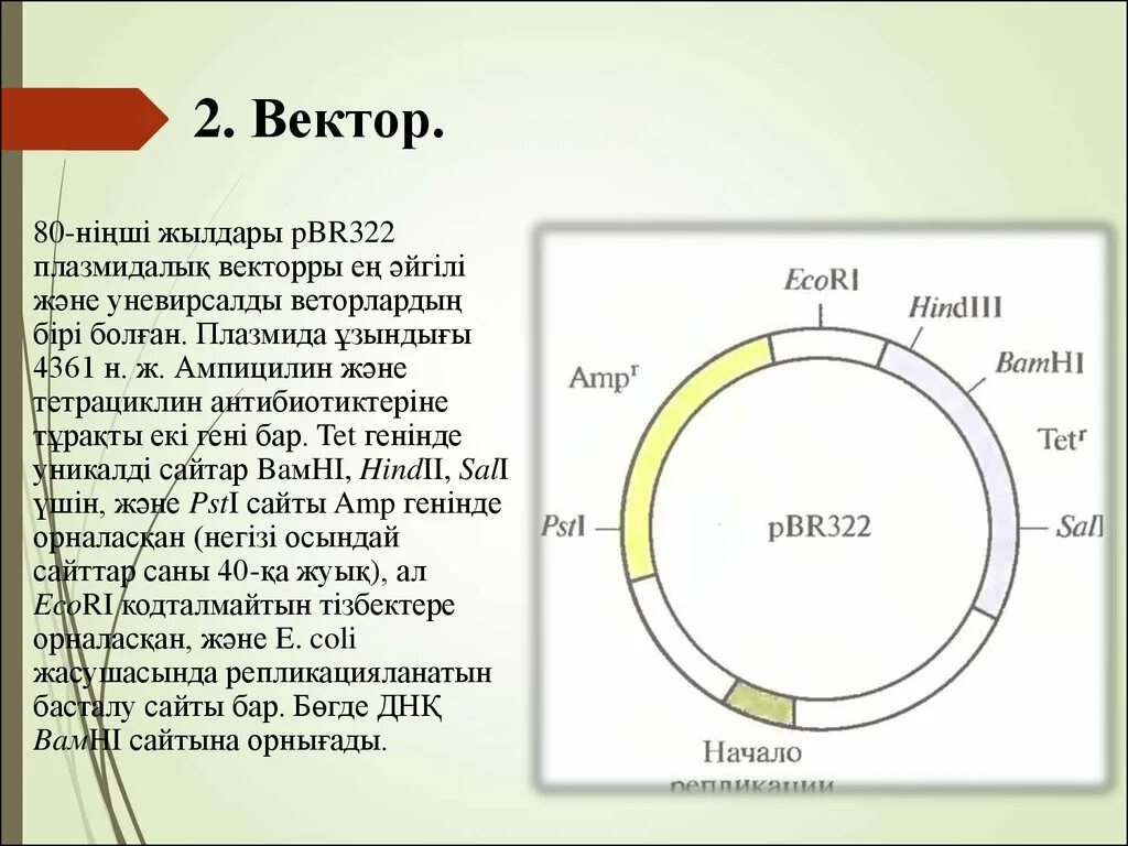 Векторы плазмиды. Плазмида pbr322. Вектор на плазмида pbr322. Схема строения плазмиды pbr322. Pbr322 вектор.